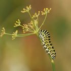 Papilio machaon