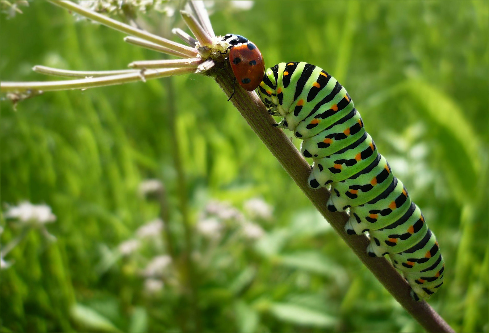 Papilio machaon