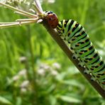 Papilio machaon