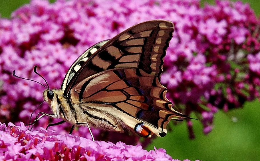 Papilio machaon