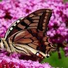 Papilio machaon