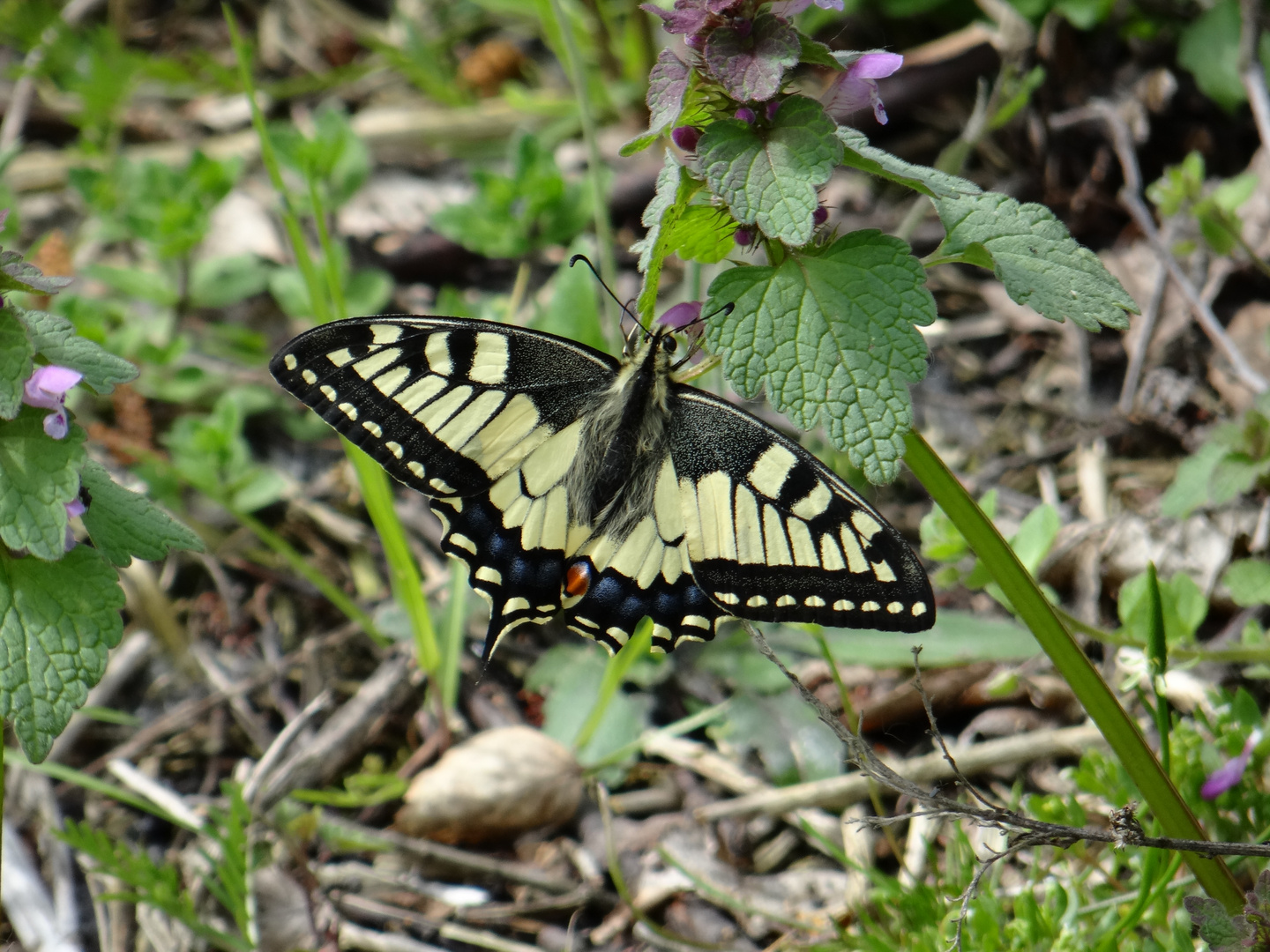 Papilio machaon