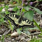 Papilio machaon