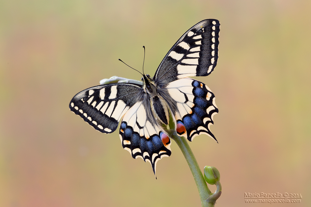 Papilio machaon