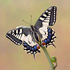 Papilio machaon