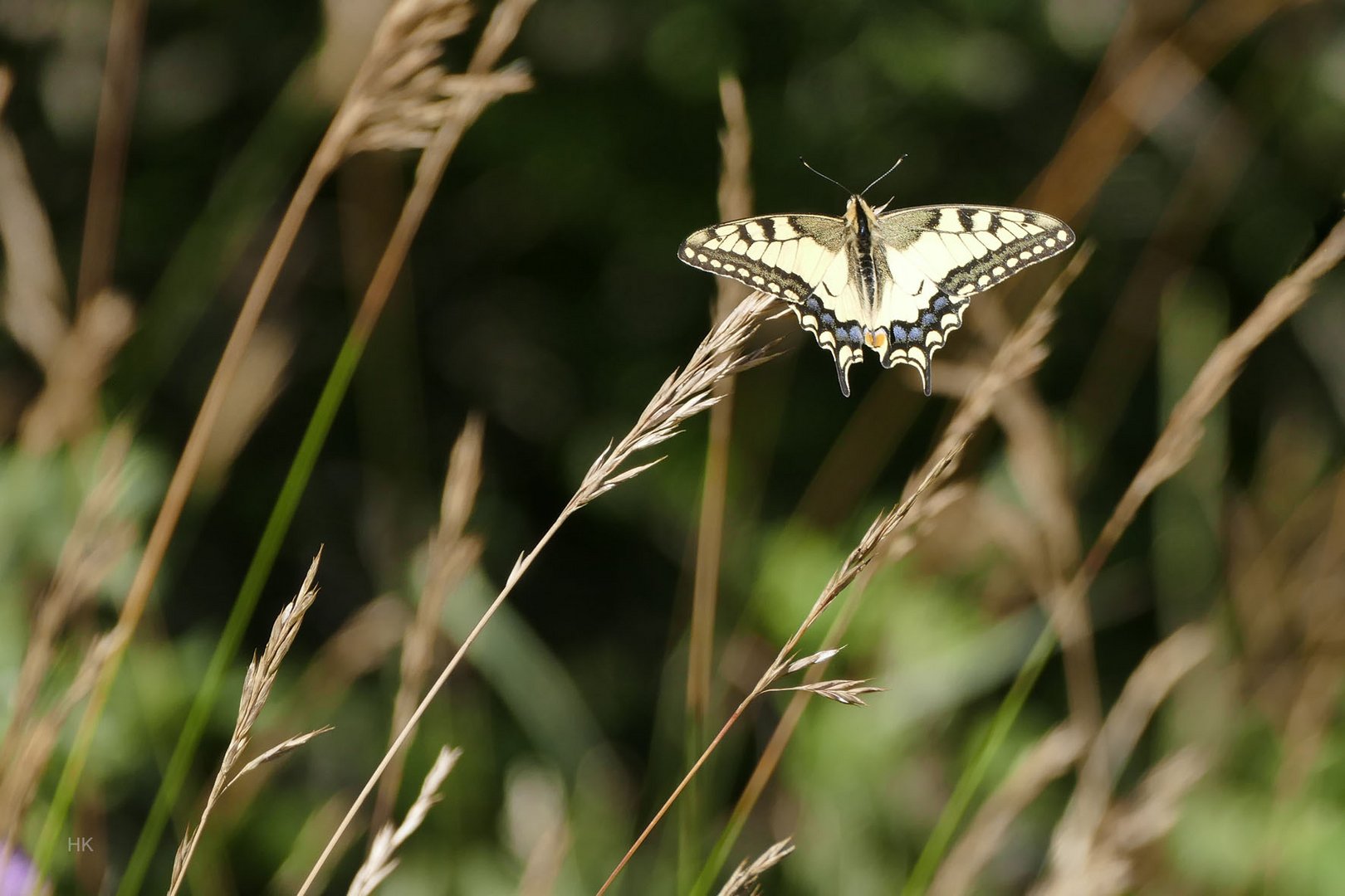 Papilio machaon