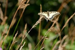 Papilio machaon