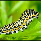 Papilio machaon - caterpillar