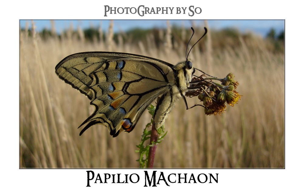 Papilio machaon