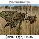 Papilio machaon