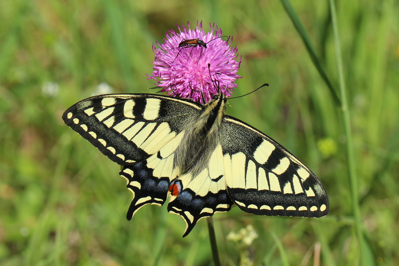 Papilio machaon