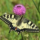 Papilio machaon