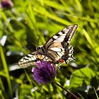 Papilio machaon