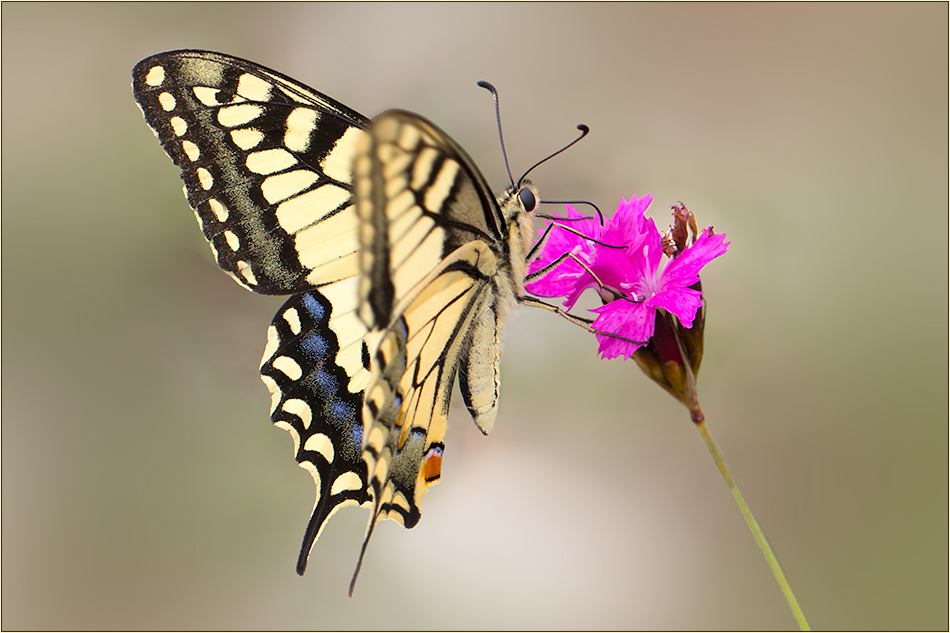 ~ Papilio machaon ~