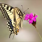 ~ Papilio machaon ~