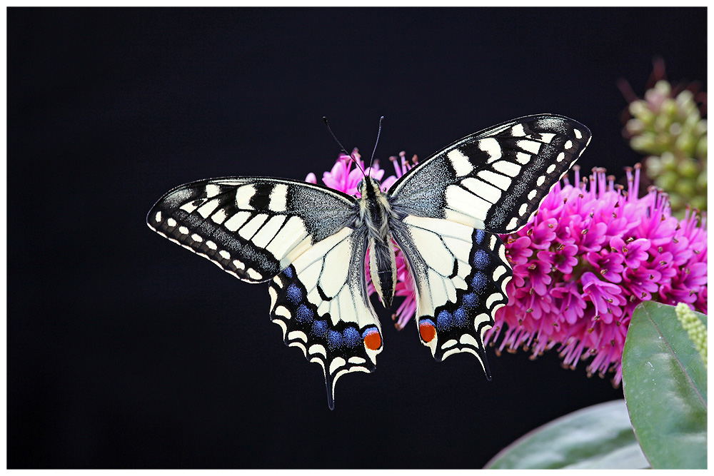 Papilio machaon