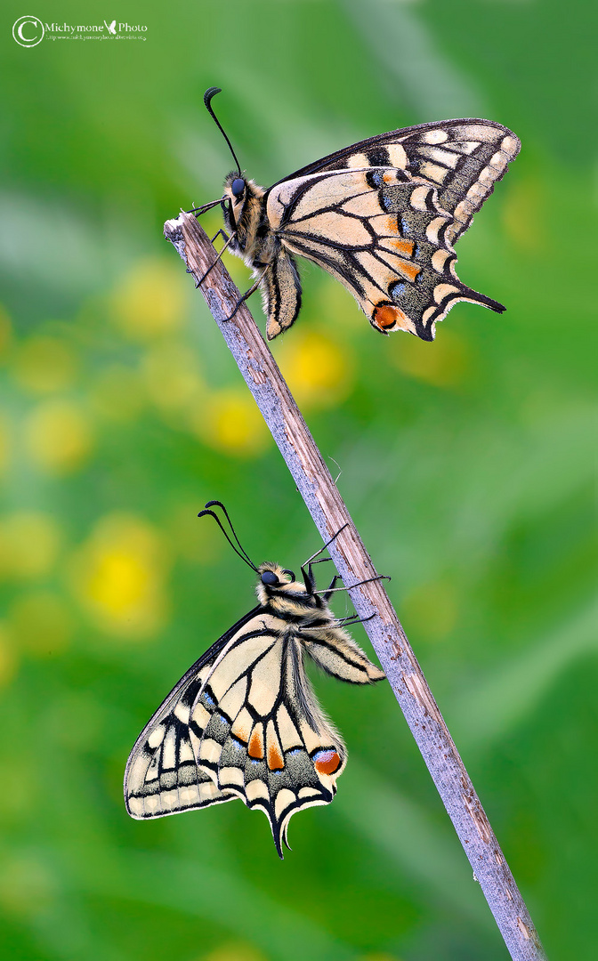 Papilio machaon