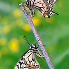 Papilio machaon