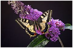 Papilio machaon