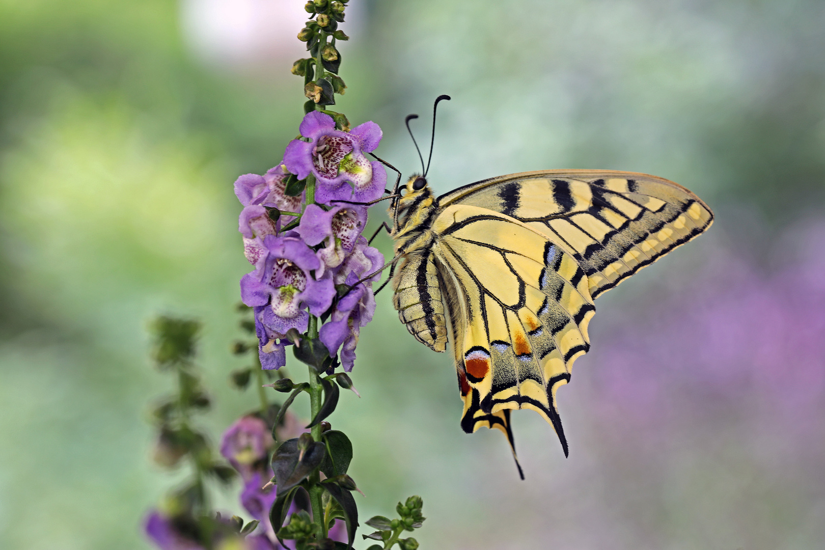 Papilio machaon