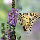 Papilio machaon