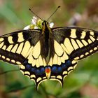 Papilio Machaon