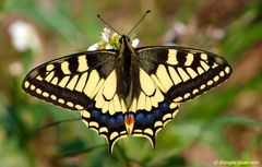 Papilio Machaon