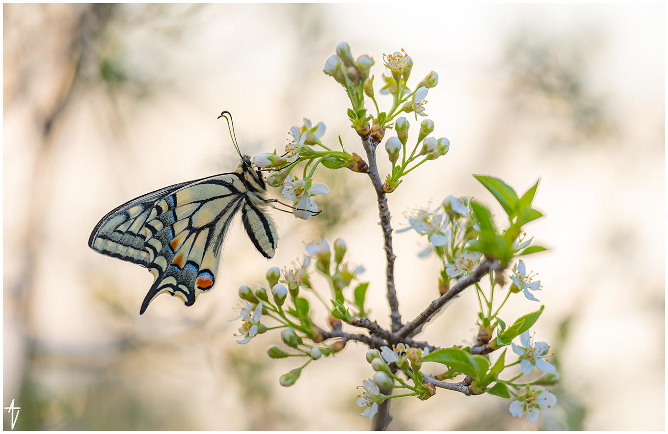 Papilio machaon