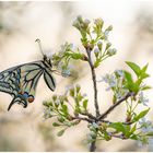 Papilio machaon