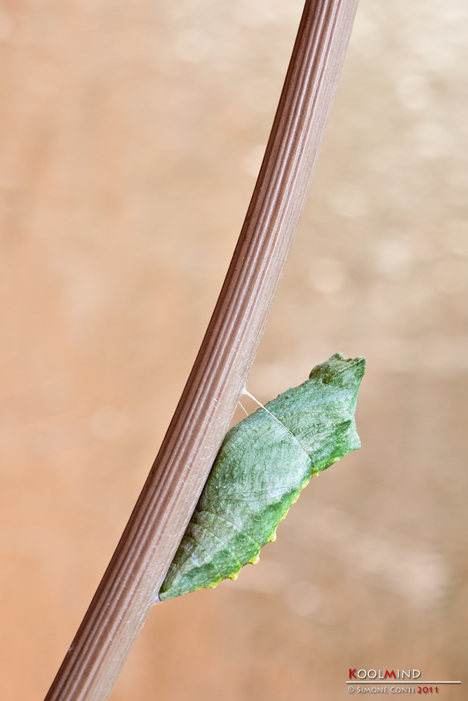 Papilio Machaon - Cocoon