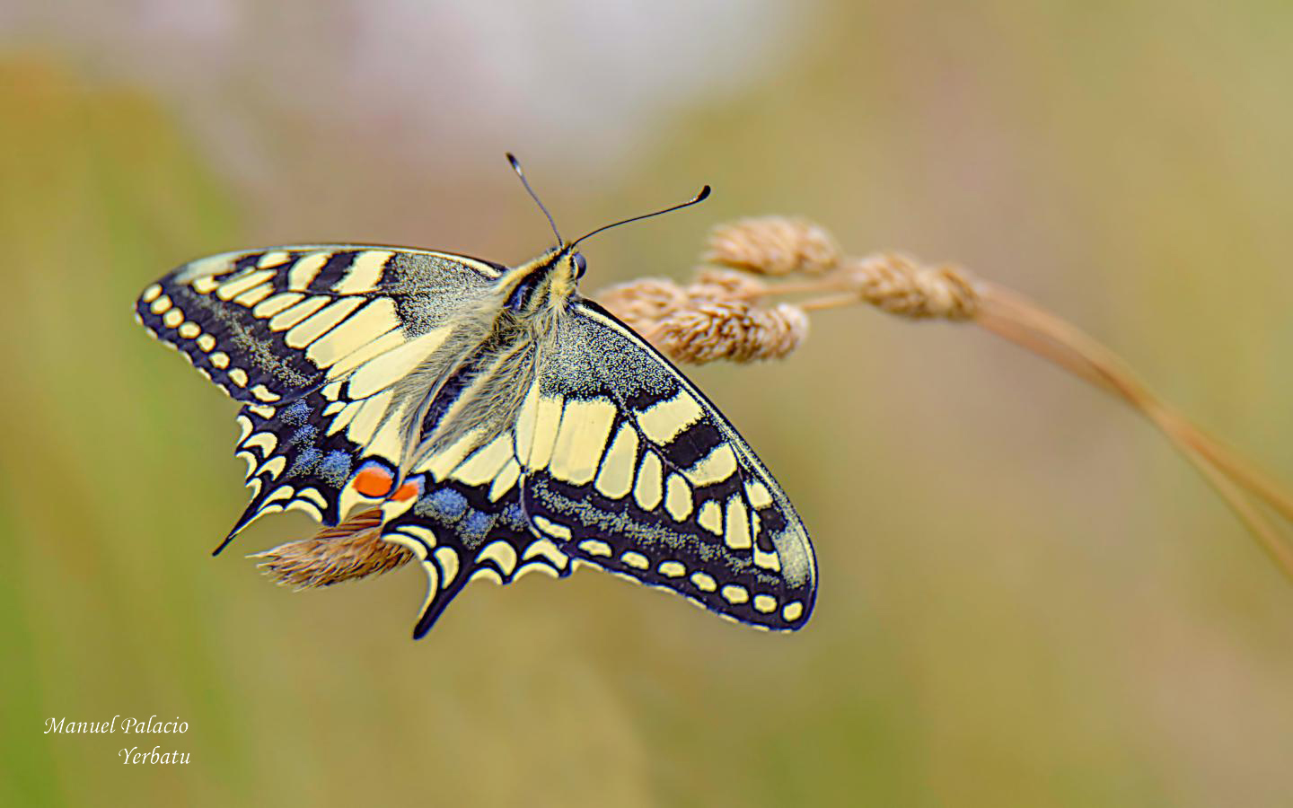 Papilio machaon