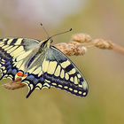 Papilio machaon