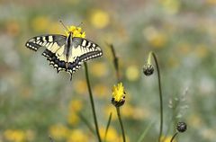Papilio machaon