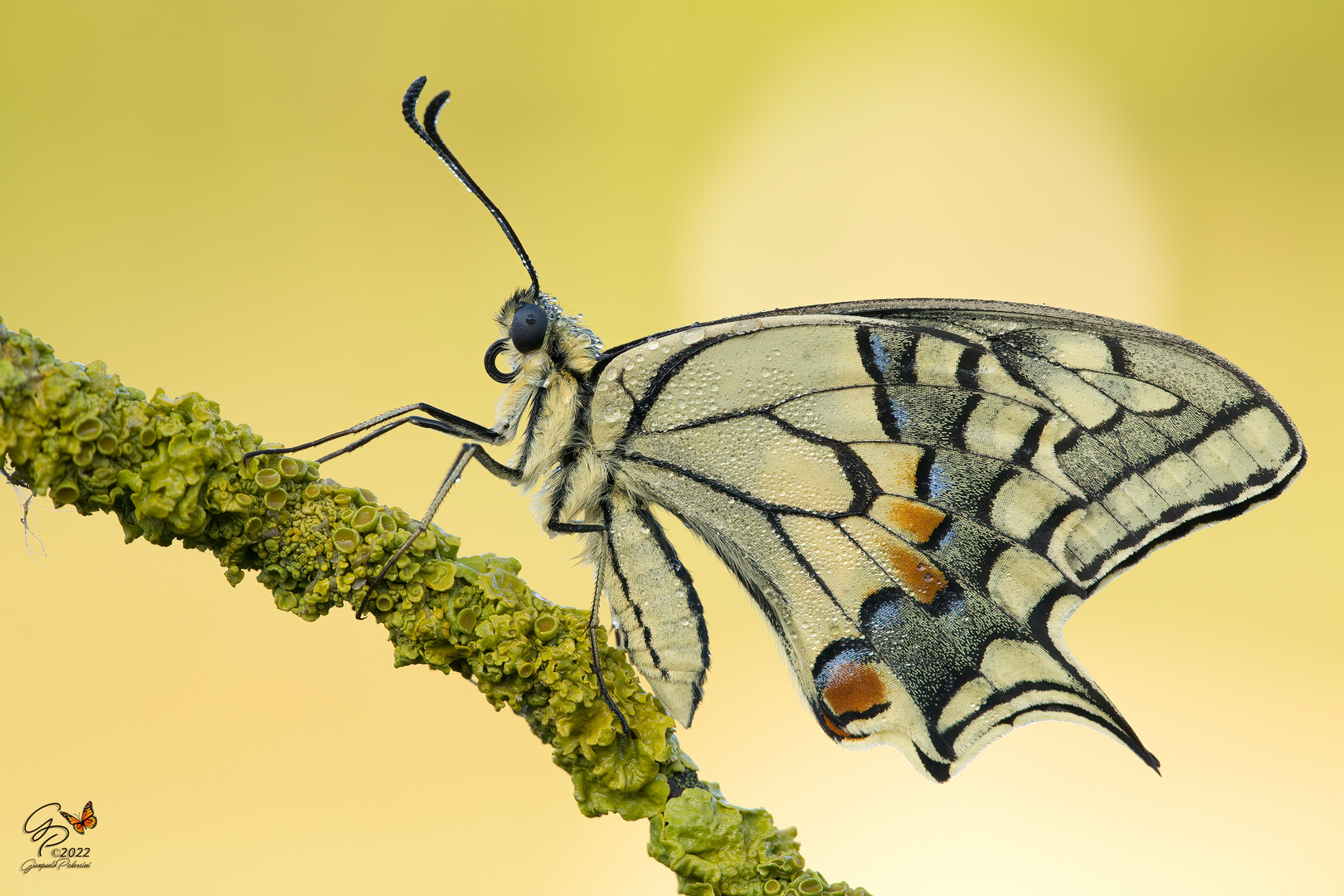 Papilio machaon