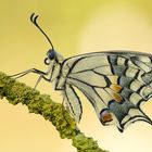 Papilio machaon