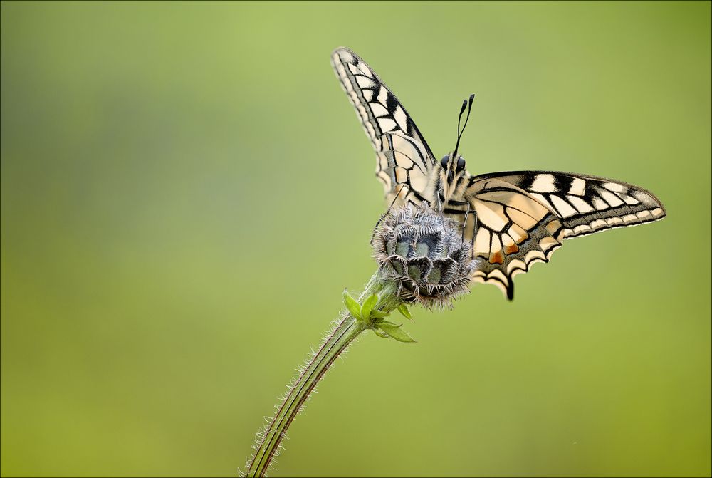 Papilio machaon