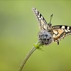 Papilio machaon