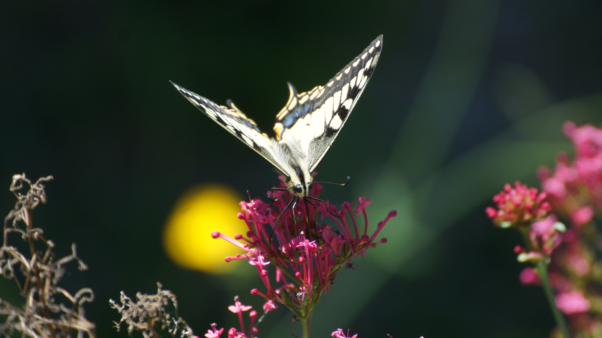 Papilio machaon