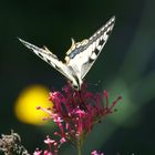 Papilio machaon