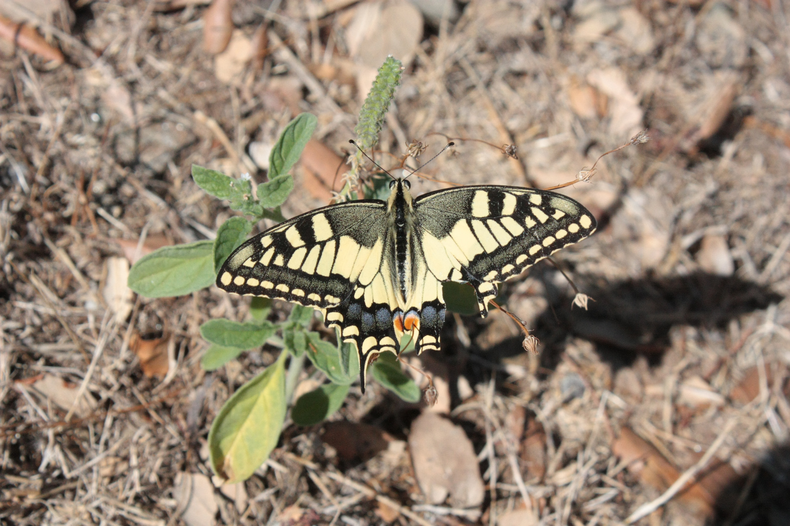 papilio machaon