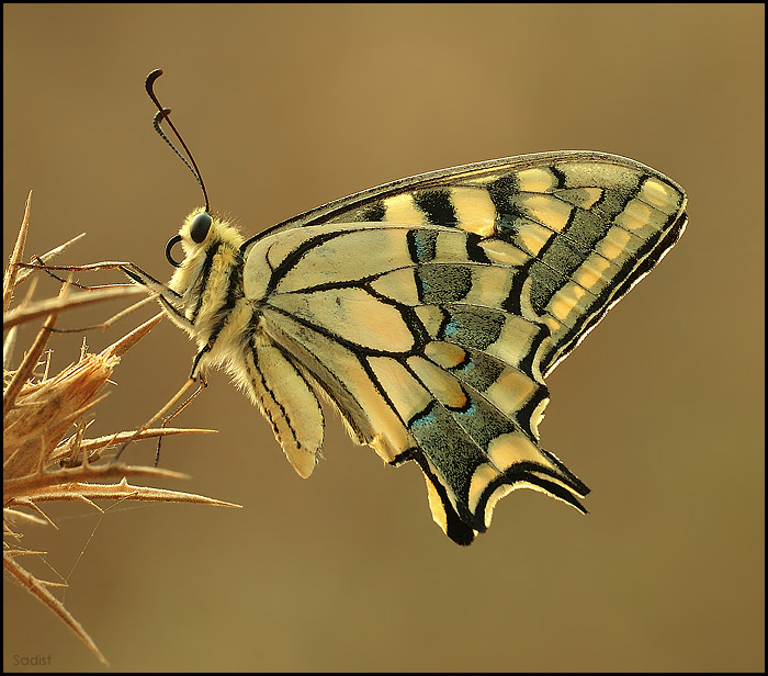 Papilio machaon