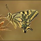 Papilio machaon