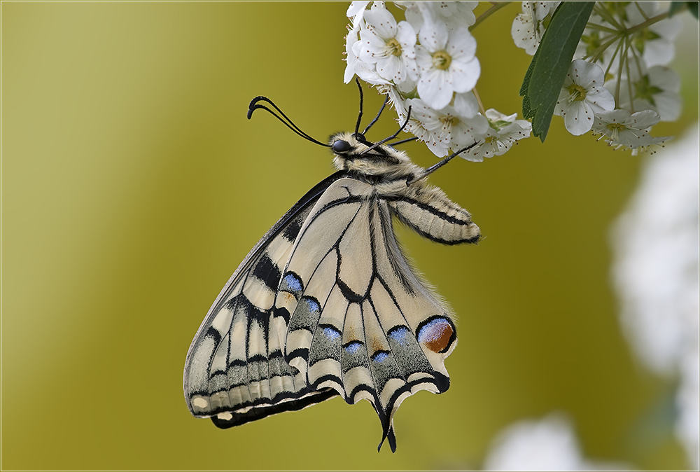 Papilio machaon