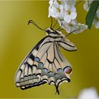 Papilio machaon