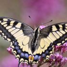 Papilio Machaon