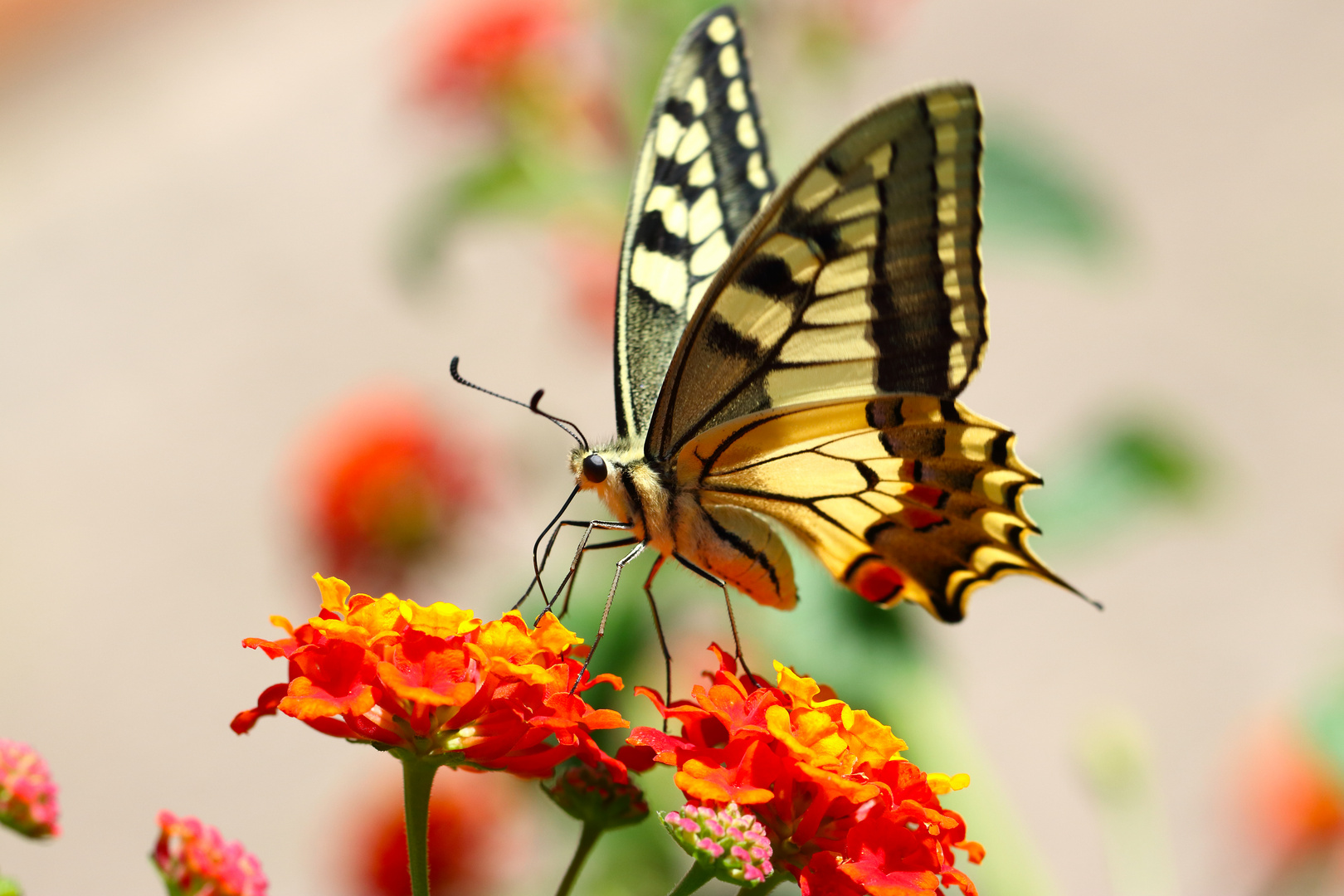 Papilio machaon