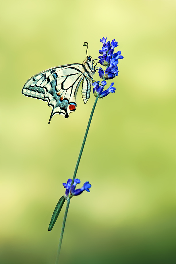 Papilio machaon