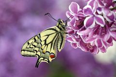 Papilio machaon