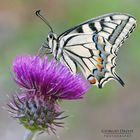 Papilio machaon ©Dalvit Giorgio