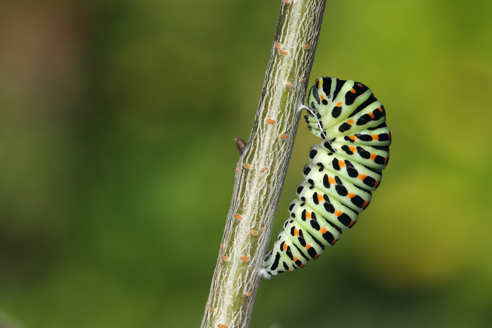 Papilio machaon